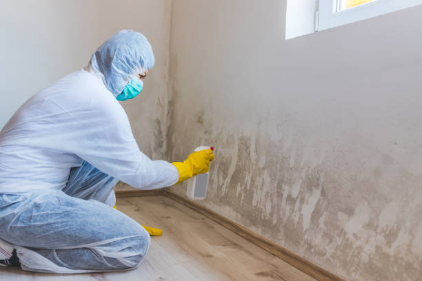 Mold Remediation specialist working in Pinecliffe