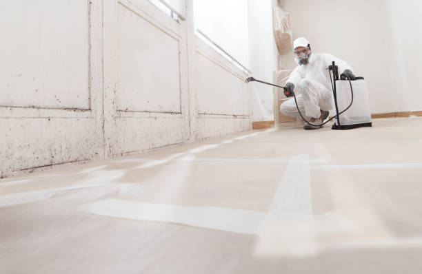 Black mold remediation team in Pinecliffe
